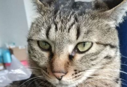 猫的视频,跟随猫咪视频，领略萌态百出