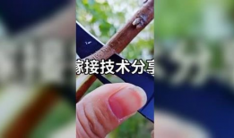 果树嫁接技术视频