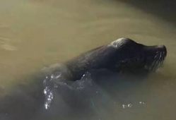 海狮视频,海洋萌宝的趣味瞬间