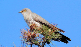 布谷鸟的叫声视频,揭秘自然界的报时使者