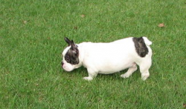 牛牛的视频,趣味横生的日常瞬间，带你领略萌宠魅力