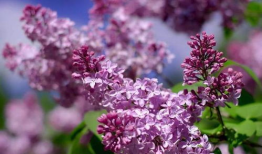 丁香花视频,探寻花朵中的生命奥秘