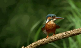 布谷鸟的叫声视频,揭秘自然界的报时使者