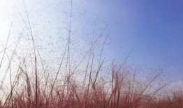 草柳视频,揭秘自然之美与生态和谐