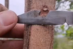 果树嫁接技术视频