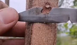 果树嫁接技术视频