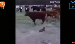 牛牛的视频,趣味横生的日常瞬间，带你领略萌宠魅力