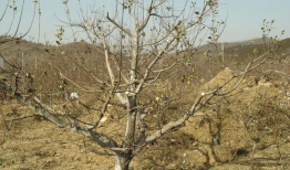 龙须树修剪视频,视频教程深度解读