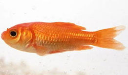 金鱼视频,探寻水下世界的奇妙之旅