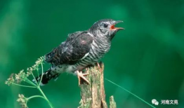 布谷鸟的叫声视频,揭秘自然界的报时使者