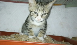 猫的视频,跟随猫咪视频，领略萌态百出