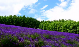 花海视频,一场视觉盛宴的浪漫之旅