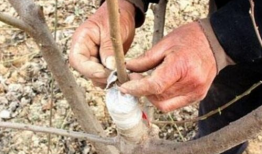 果树嫁接技术视频