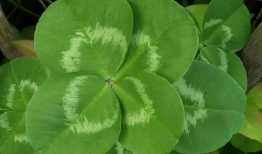 四叶草视频,一场视觉与心灵的盛宴