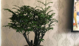 龙须树修剪视频,视频教程深度解读